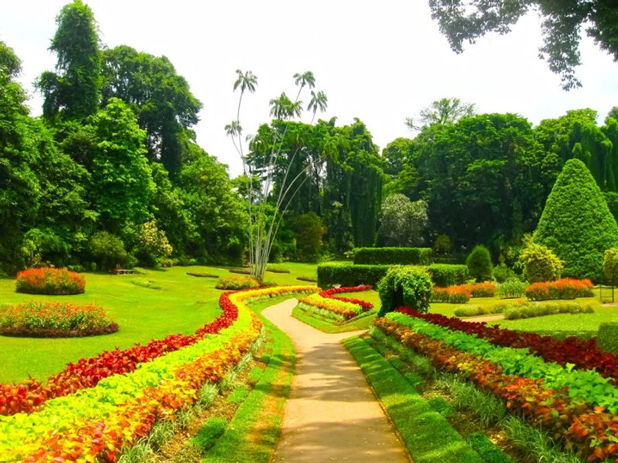 Allée fleurie dans les jardins botaniques de Peradeniya, avec une végétation tropicale variée.