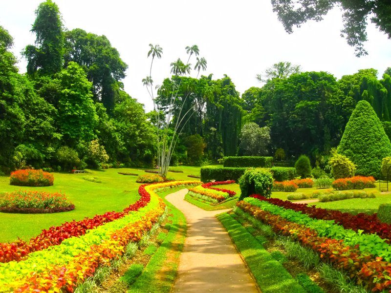 Allée fleurie dans les jardins botaniques de Peradeniya, avec une végétation tropicale variée.
