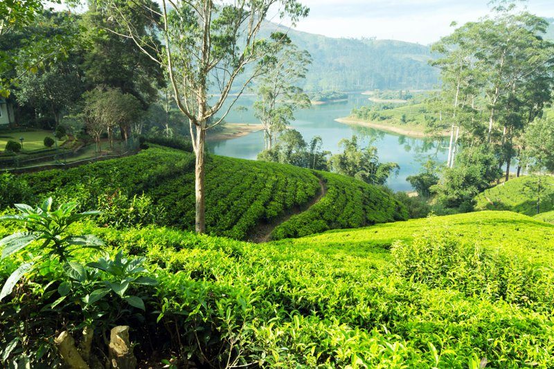 Collines verdoyantes des plantations de thé de Castlereagh, surplombant un lac paisible à Hatton, Sri Lanka.