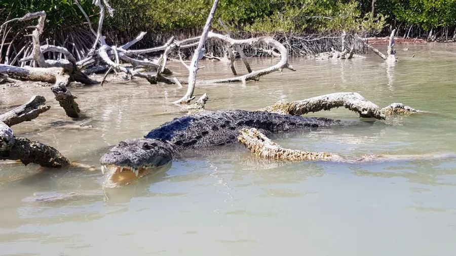 Un crocodile dans la réserve de biosphère de Río Lagartos