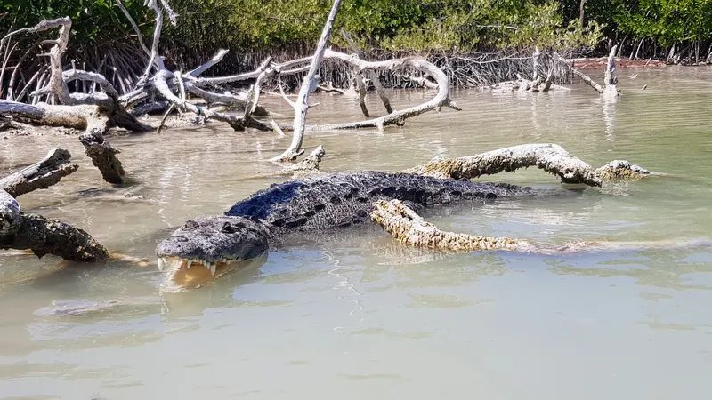 Un crocodile dans la réserve de biosphère de Río Lagartos