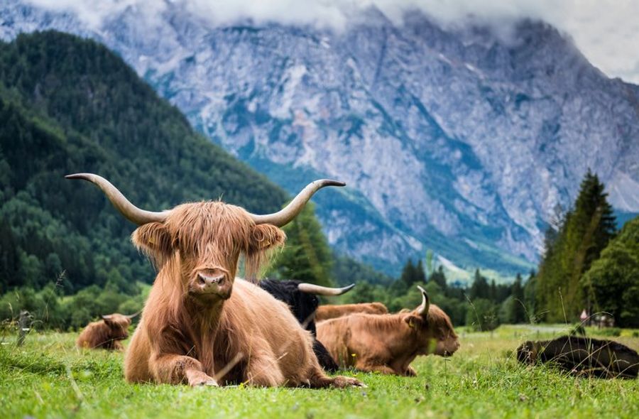 Vaches Highland aux longs cornes allongées dans un alpage slovène, avec les sommets rocheux des Alpes Juliennes en arrière-plan