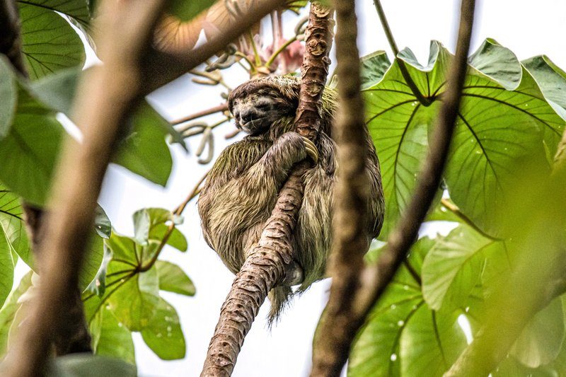 Un paresseux perché dans les arbres du Parc National Manuel Antonio, observant les visiteurs depuis les branches verdoyantes.
