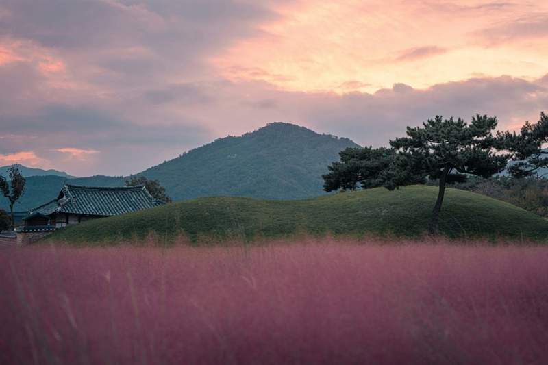 umulus historique de Gyeongju au coucher du soleil, entouré de roseaux roses et d’un arbre solitaire, avec les montagnes en arrière-plan.