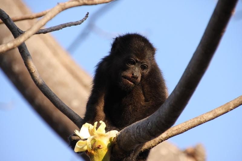Singe hurleur perché sur une branche dans un sanctuaire à Nosara.