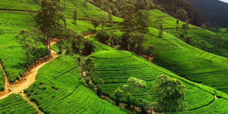 Superbes plantations de thé de Ceylan à Hatton, avec des collines verdoyantes et des sentiers sinueux traversant les cultures.