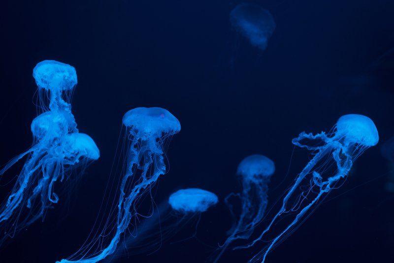 Méduses lumineuses bleues à l