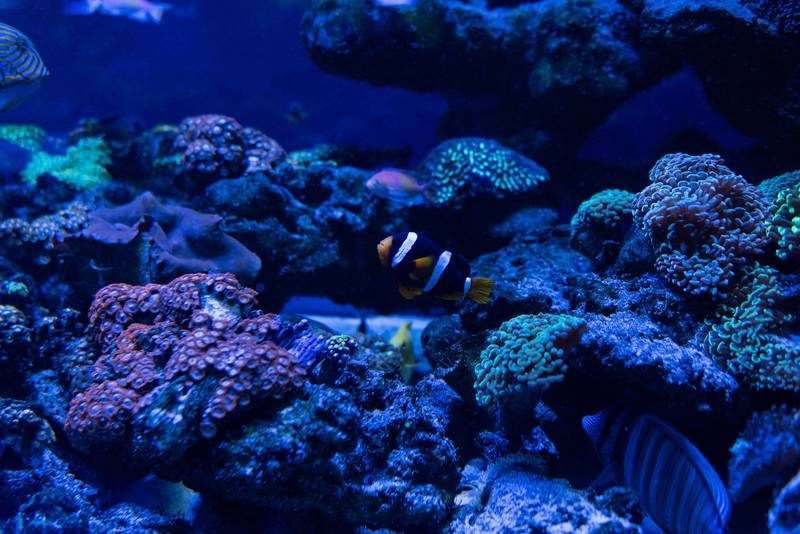 Aquarium avec poissons et coraux colorés.