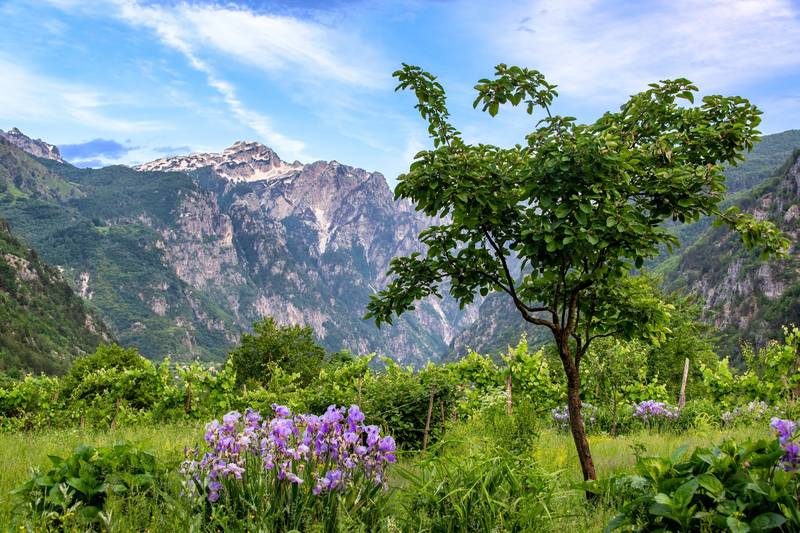 Vue sur les montagnes verdoyantes avec des fleurs sauvages en avant-plan, au col de Valbona près de Theth.
