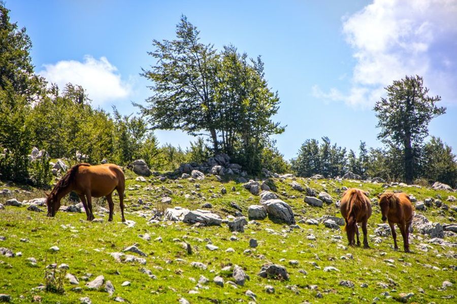 Chevaux broutant paisiblement dans une prairie rocheuse entourée de collines boisées, dans le parc national du Pollino.