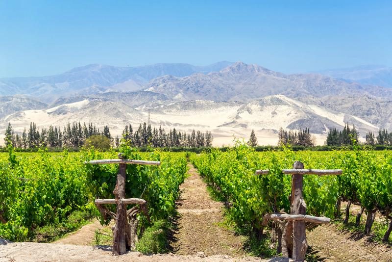 Vignobles verdoyants de Pisco avec les montagnes désertiques en arrière-plan.