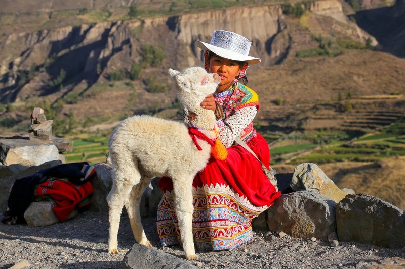 Fillette en habit traditionnel andin tenant un jeune alpaga dans le canyon du Colca, Pérou.