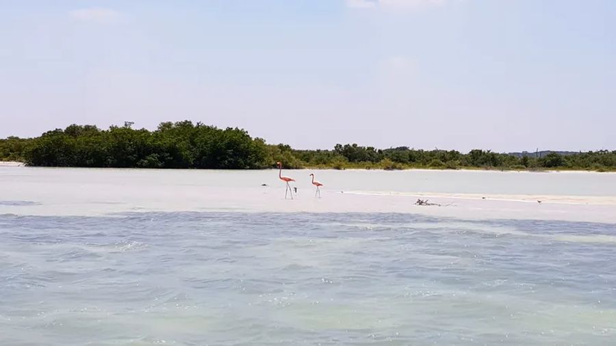 Des flamants roses à Rio Lagartos