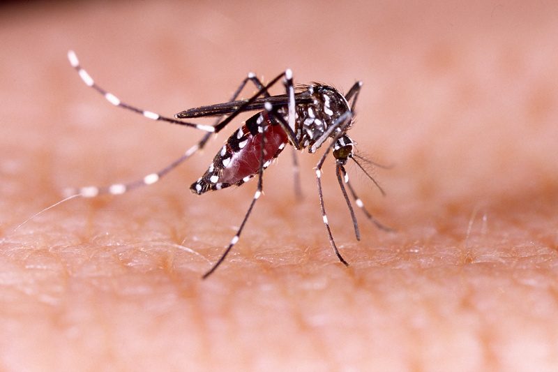 Un moustique Zika dangereux du Costa Rica 