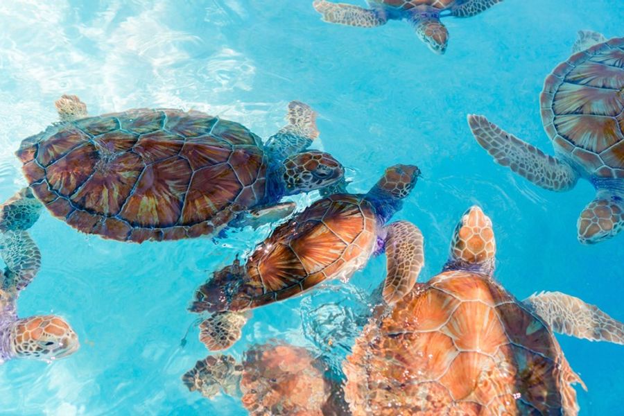 Tortues à Tulum, une excursion à faire