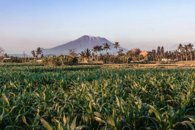 Champ verdoyant avec vue sur le Mont Batur à Bali en arrière-plan.