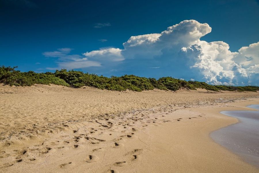Plage de sable doré à Punta Prosciutto, bordée de végétation et d’un ciel bleu intense.