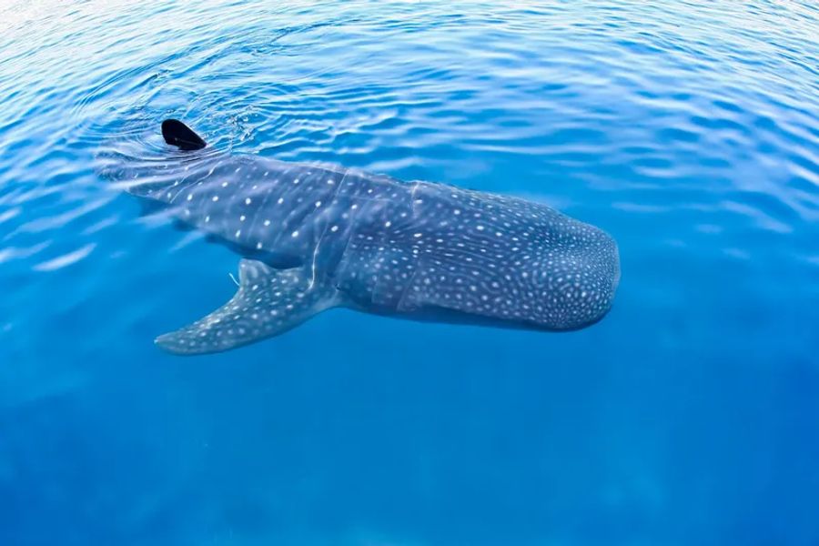 Un requin-baleine nage calmement dans les eaux bleues claires au large de l
