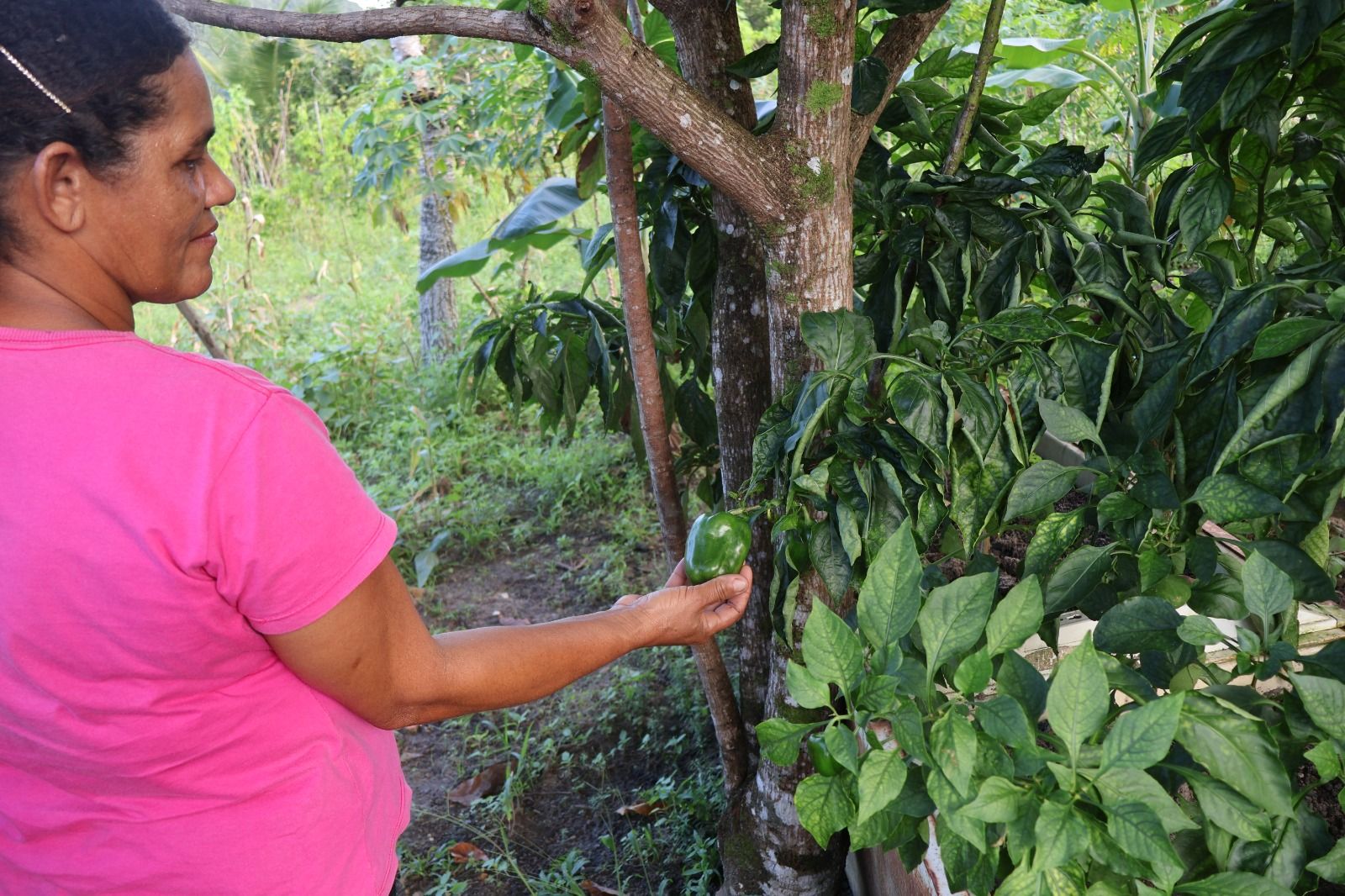 Cultivar Saberes Quilombolas — imagem 2
