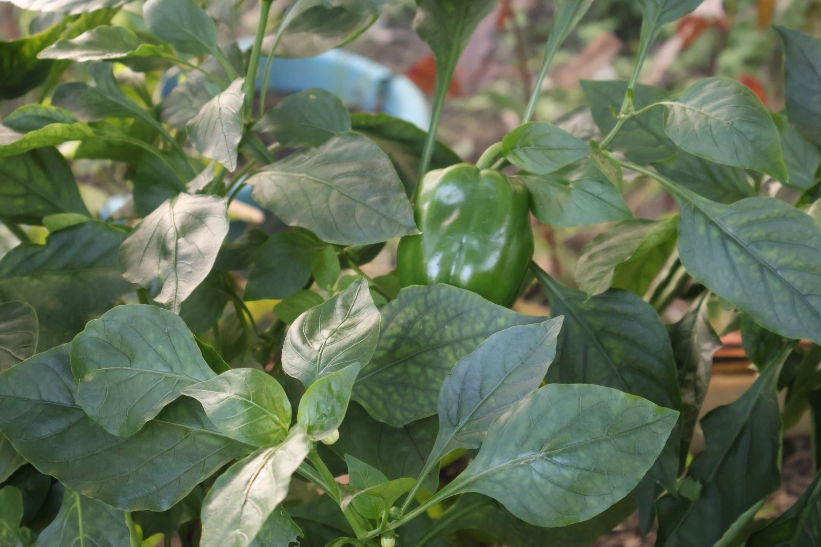 Cultivar Saberes Quilombolas — imagem 5