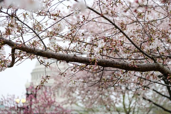 U.S. Senate Blocks CBDC—Four-Year Ban Tied to Housing Bill