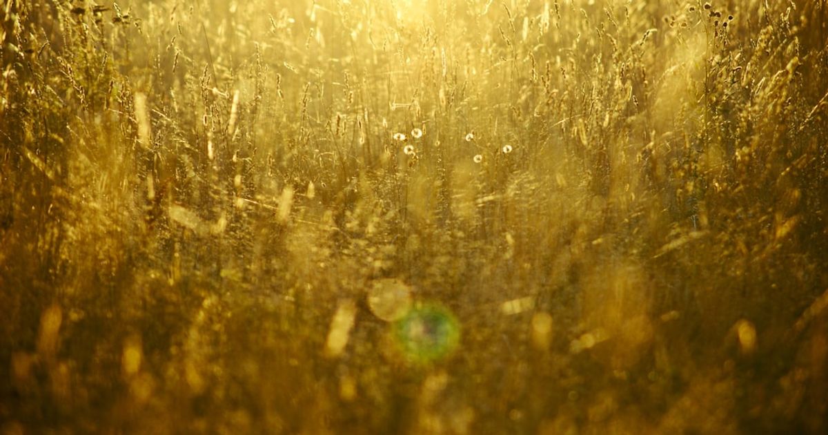 Dollar's 87% Devaluation Spurs Central Banks' Gold Accumulation