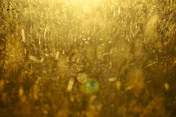 Dollar's 87% Devaluation Spurs Central Banks' Gold Accumulation