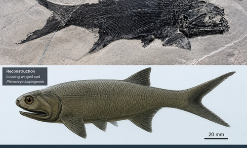 Scientists Just Found a New Species of Winged Cod in Yunnan - and It's Rewriting Triassic History