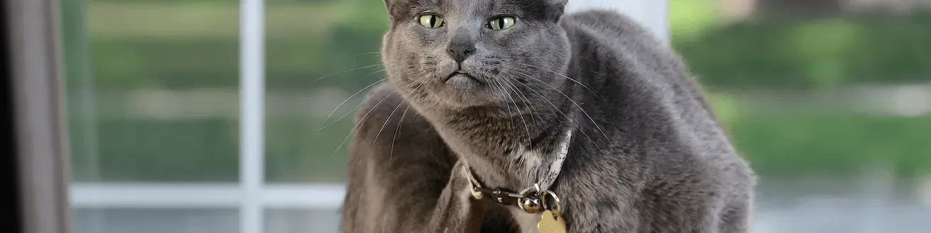 What causes feline miliary dermatitis?