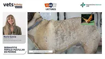 49. Clips4Vets: Dermatitis papulo pustular - Núria García