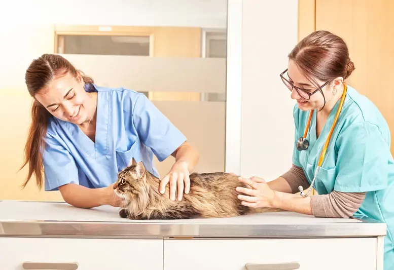Advance Veterinary Diets Renal for cats