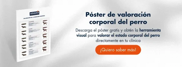 Descarga los requerimientos nutricionales para gatos esterelizados