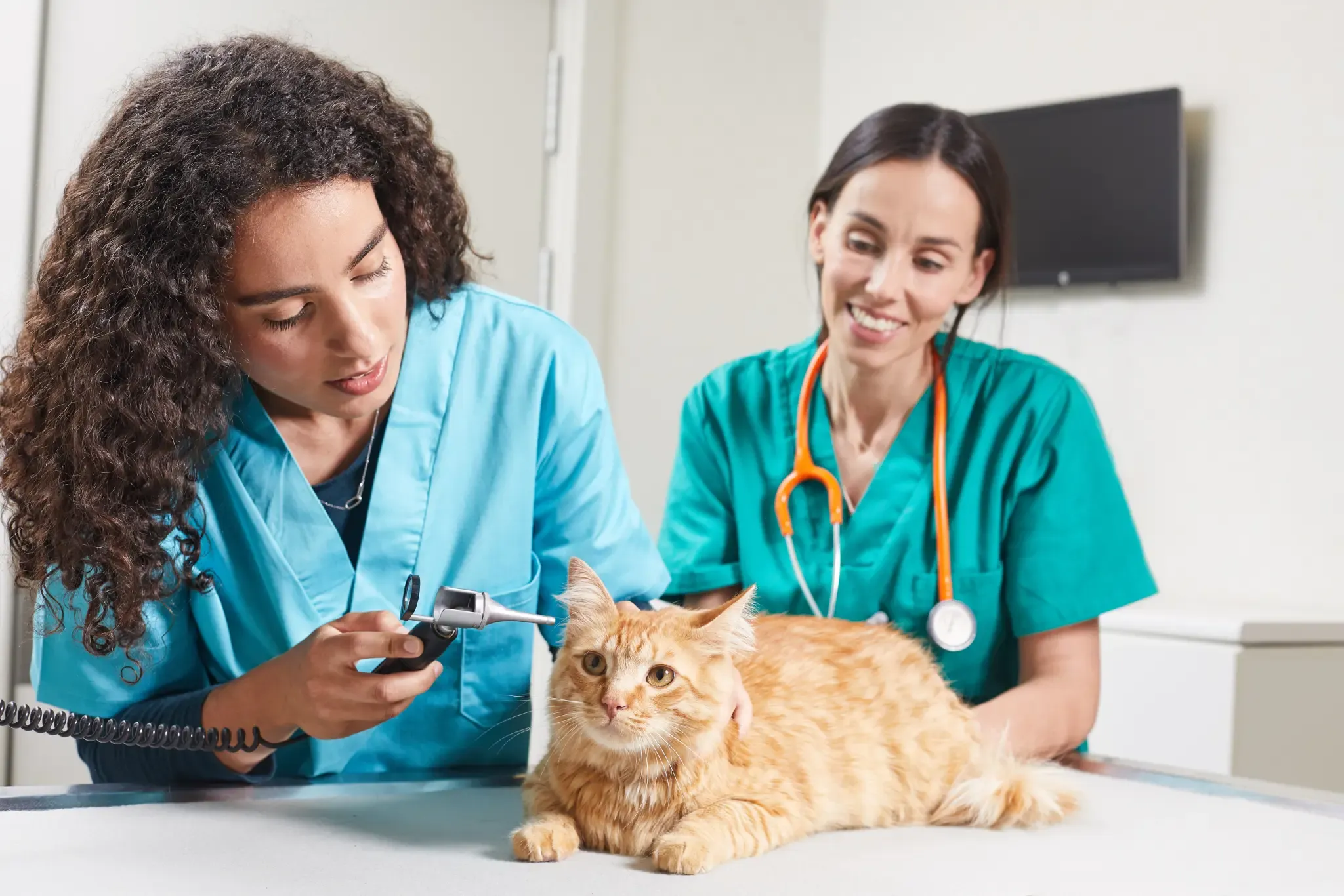 Dermatite nei cani. Come influisce sulla qualità di vita