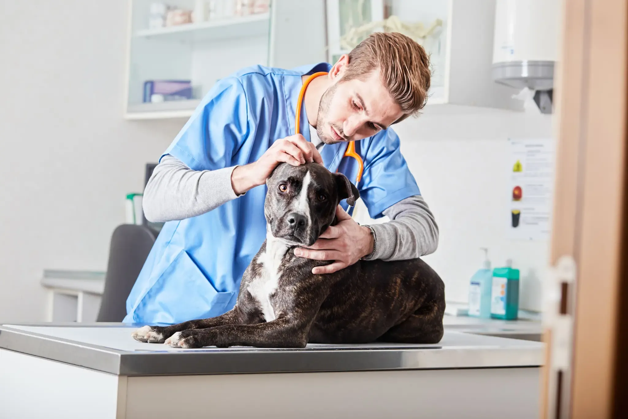 Mites in dogs: what is their clinical relevance?
