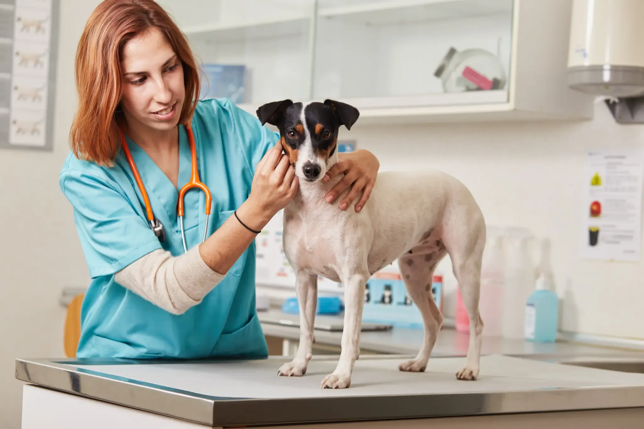 Osteosarcomas in dogs: diagnosis and therapeutic options