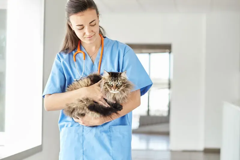 Triaditis felina y pancreatitis: causas, diagnóstico y tratamiento