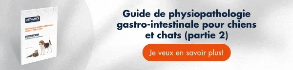 ↓Téléchargez gratuitement ici↓ Arbre décisionnel pour le diagnostic différentiel de la diarrhée chronique canine ↓Téléchargez gratuitement ici↓ Arbre décisionnel pour le diagnostic différentiel de la diarrhée chronique canine