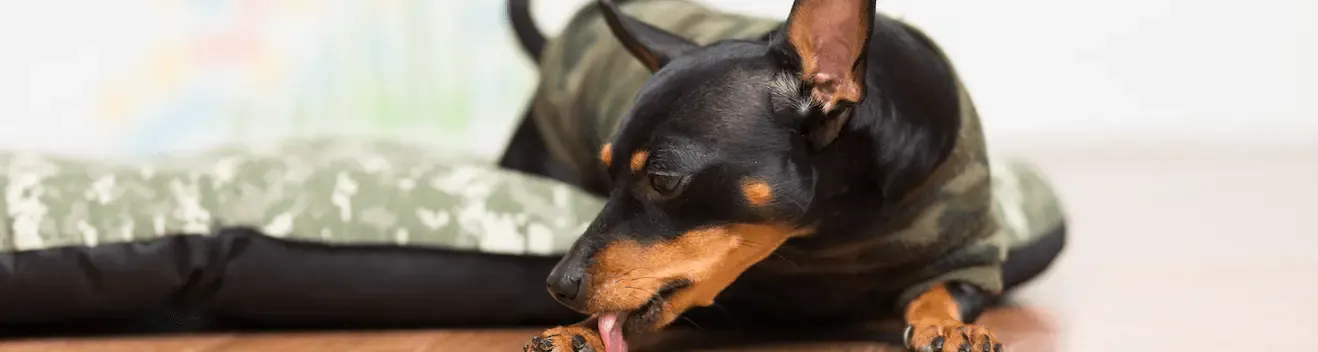Dog therapy, segnali di un cane stressato e come affrontarli