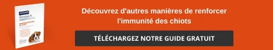 Découvrez d'autres façons de contribuer à l'immunité des chiots [Téléchargez le guide gratuitement]