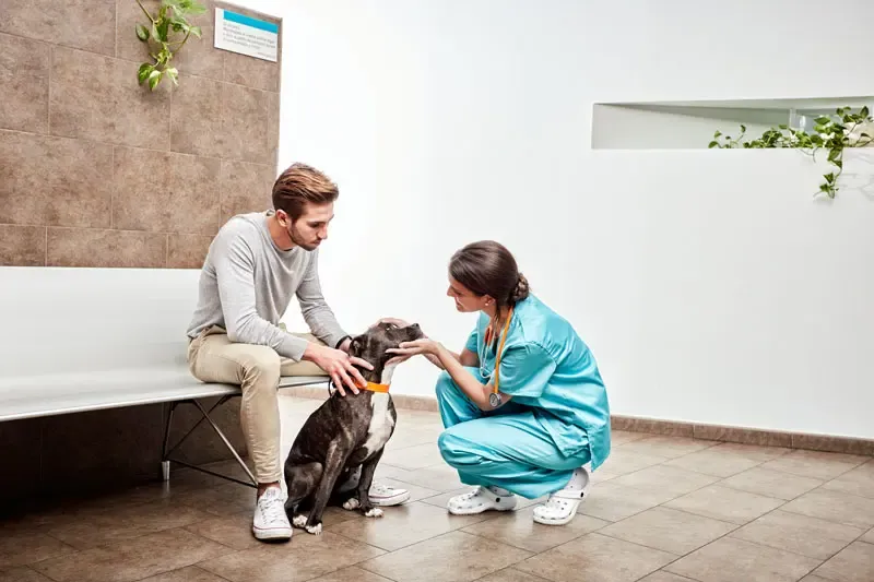 Les dents du chien : comment en prendre soin ?