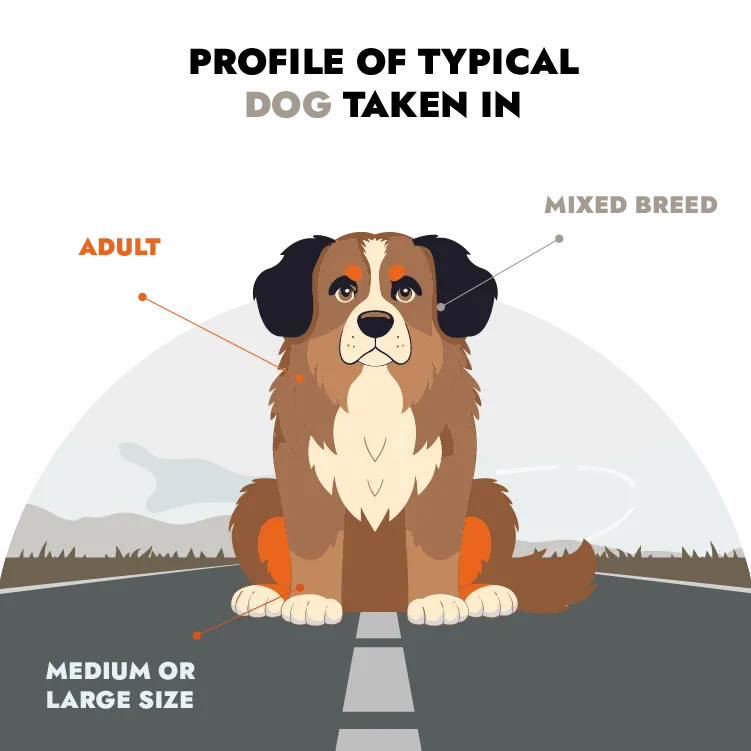 Perfil tipo de los perros en centros de acogida en Francia Perfil tipo de los perros en centros de acogida en Francia
