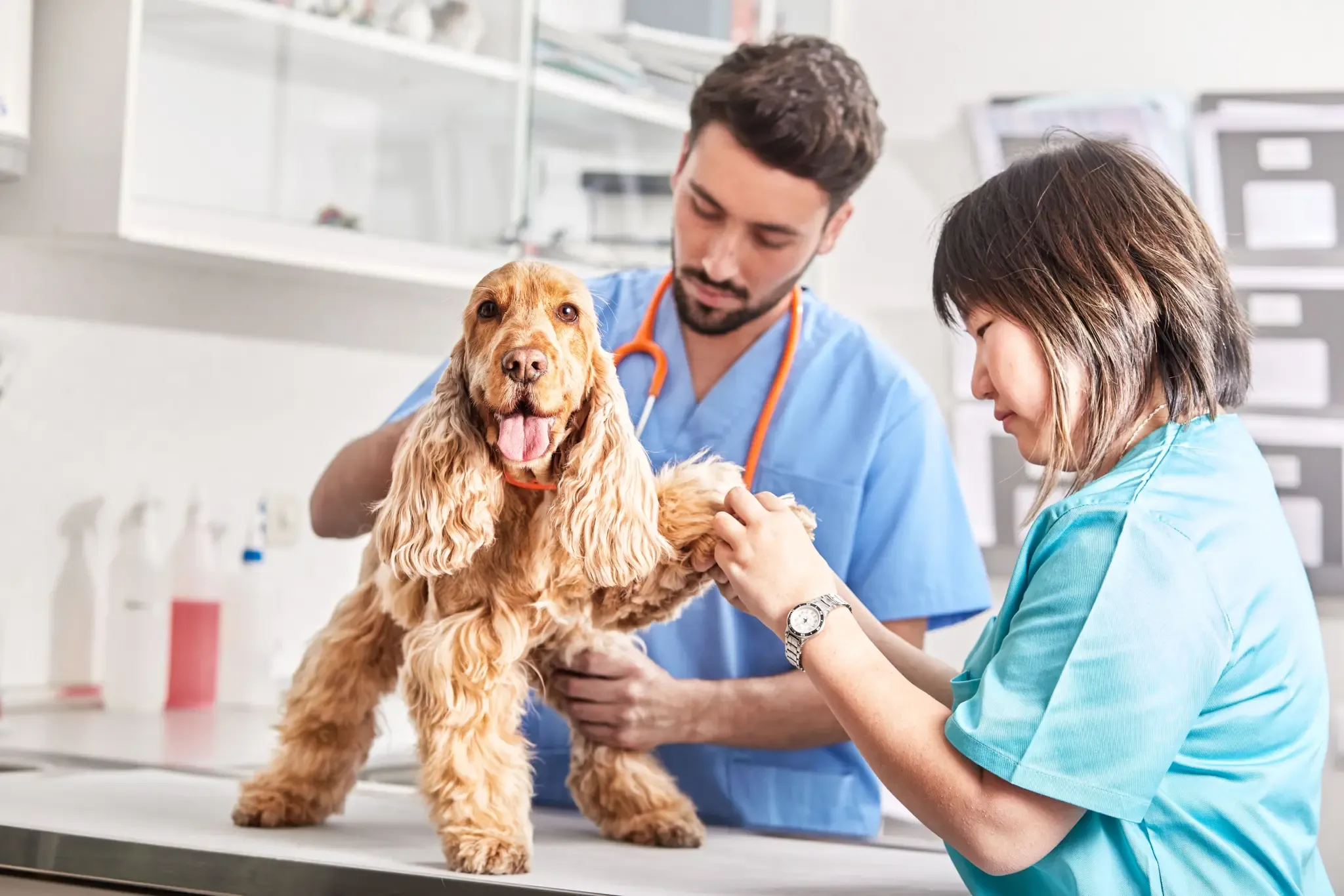 Larvae in dogs: How to manage myiasis