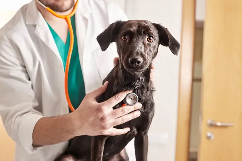 Chien qui vomit de la mousse blanche : causes et traitement