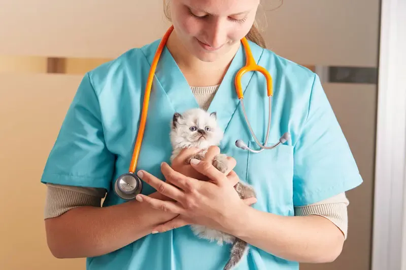 Cistiti nel gatto ed E. coli multiresistente