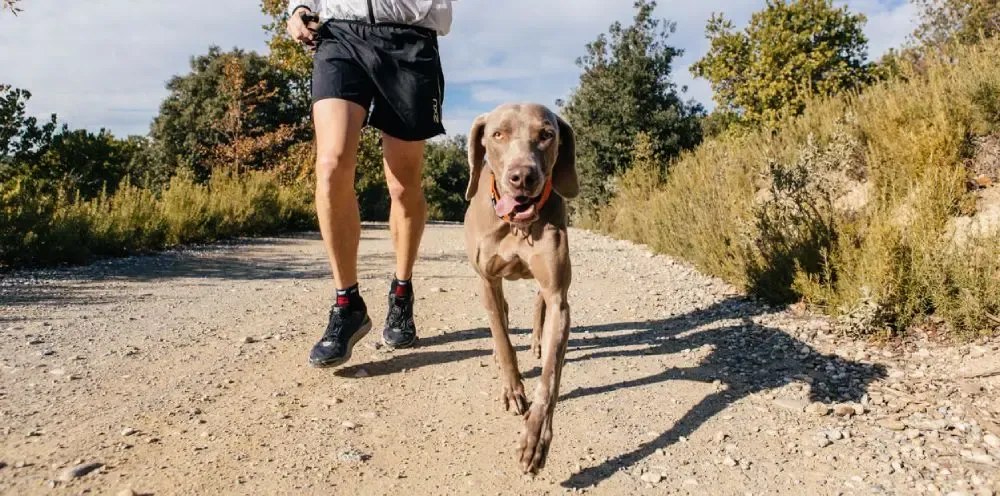 Liquido sinoviale, osso e cartilagine. Visione globale della salute delle articolazioni.