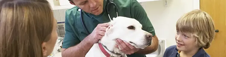 Mejora de procesos: protocolo de trabajo en la consulta