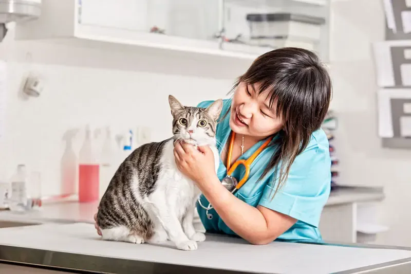 La prise en charge de l'incontinence chez le chat