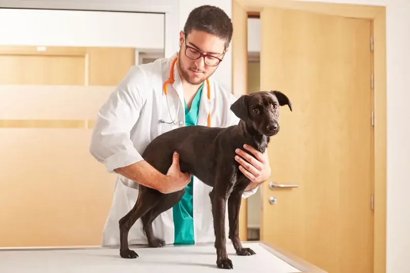 L'ulcère chez le chien