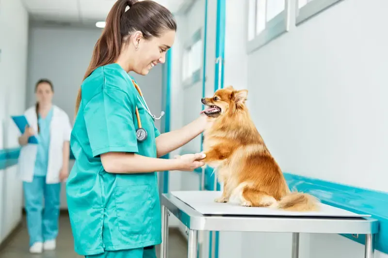 Hind leg weakness in dogs. Could it be canine distemper?