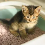 Close-up of a kitten in a litter box. Close-up of a kitten in a litter box.